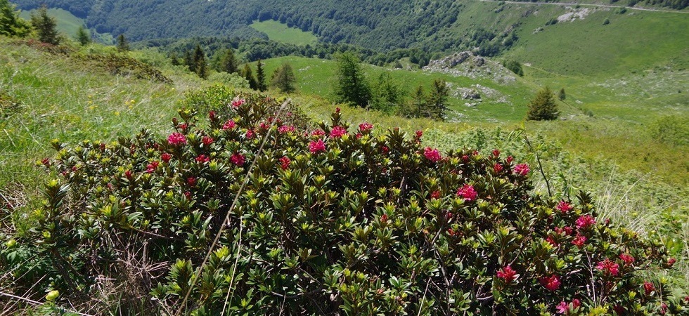 Nasce la Pro Loco Brentonico Monte Baldo: Attività, eventi e iniziative nei settori non ancora proposti dal mondo